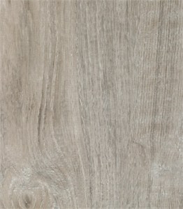 Sardinia Oak